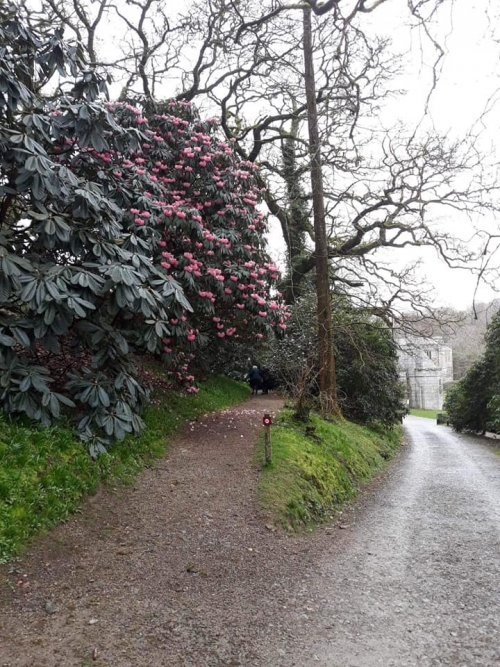 Lovely Lanhydrock